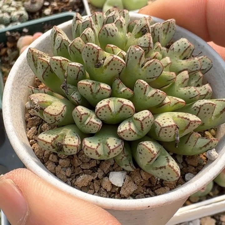 精品多肉植物精品多肉