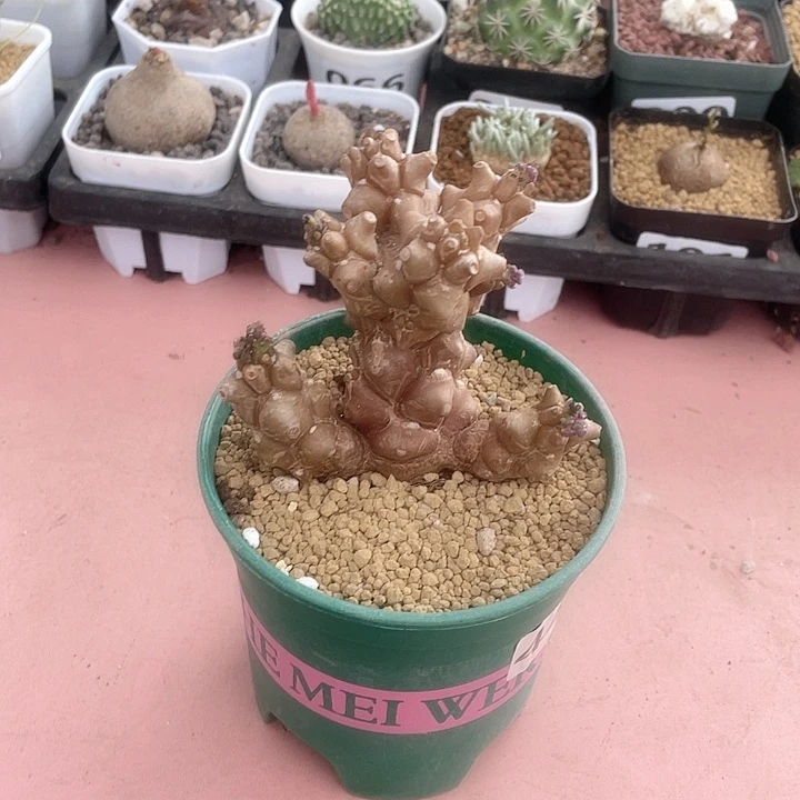 445大蛮鬼塔厚墩菊
