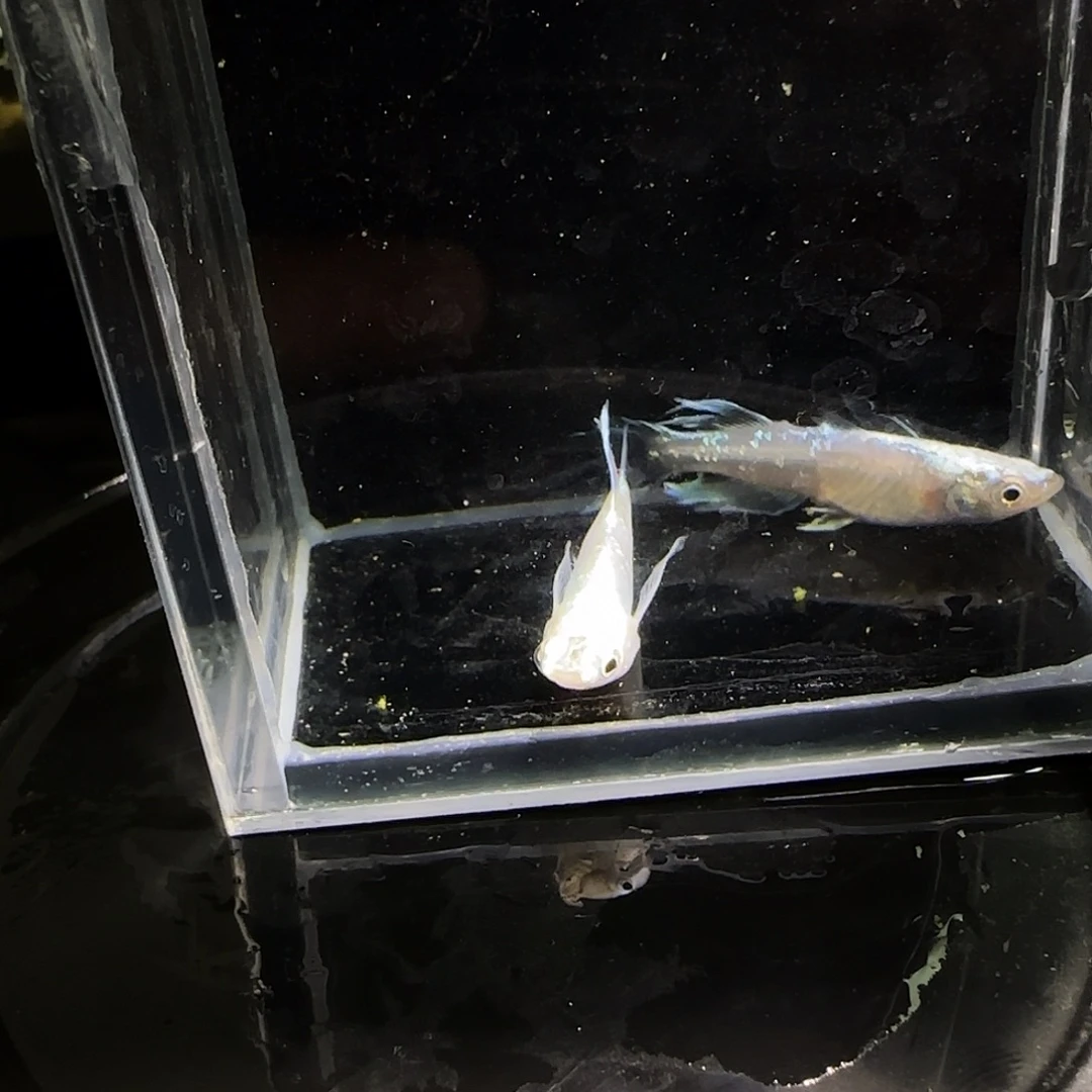 青鳉鱼观背青鱂一物一拍96