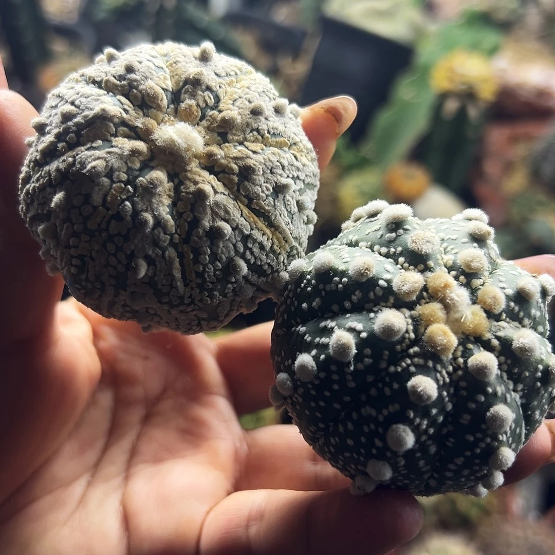 兜仙人球111111111