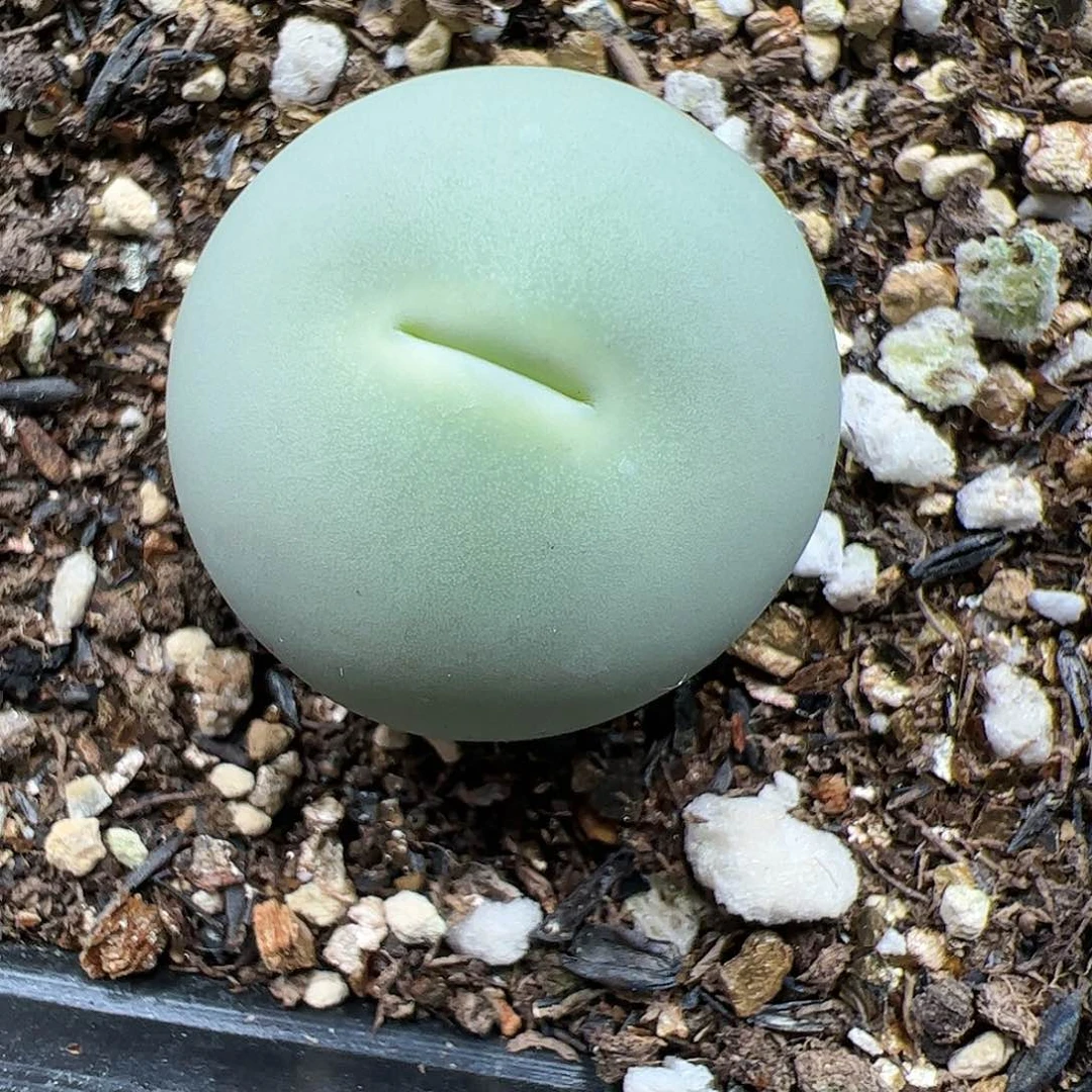 【闪购商品】378 鸽子蛋