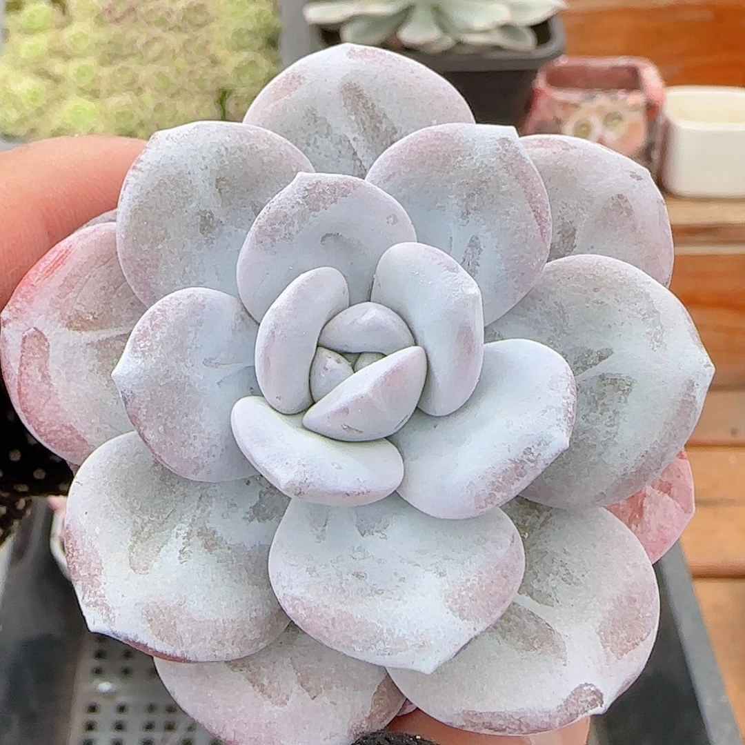 多肉0902-271雪莲雪莲