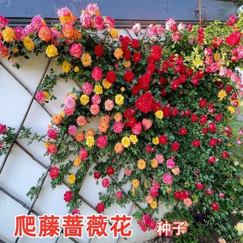 爬蔷薇种子四季开花月季玫瑰种子阳台庭院盆栽绿植花卉蔬菜种子