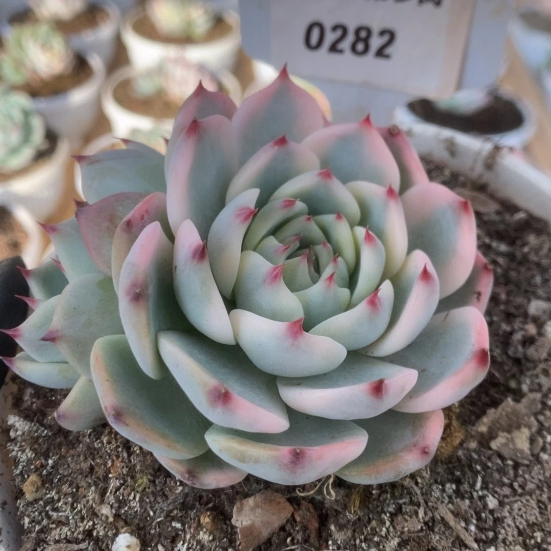 282吉娃娃锦锦锦锦锦