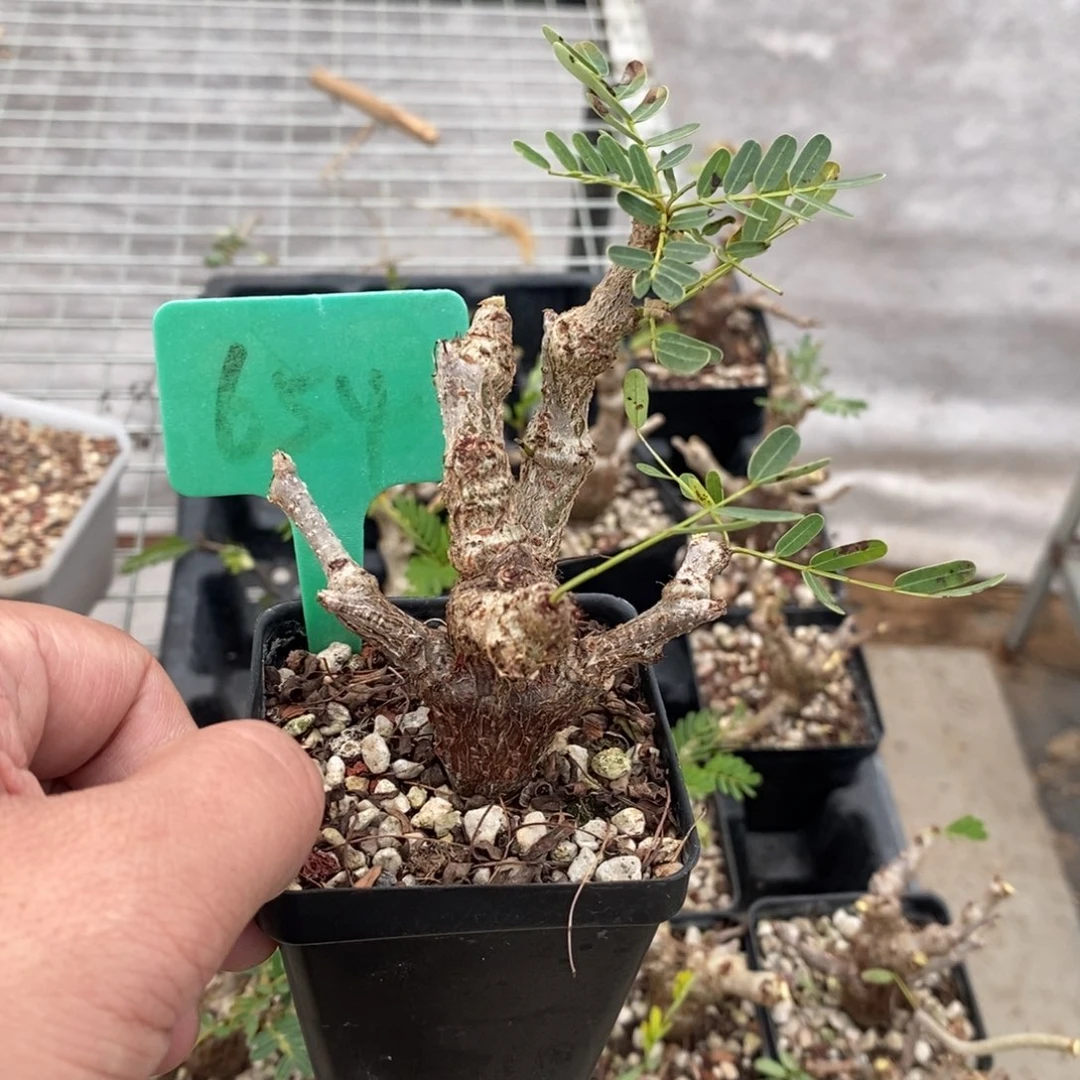 沙漠苏木多肉植物