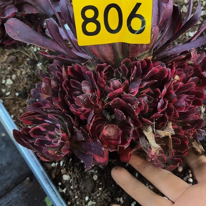 多肉植物福利来806