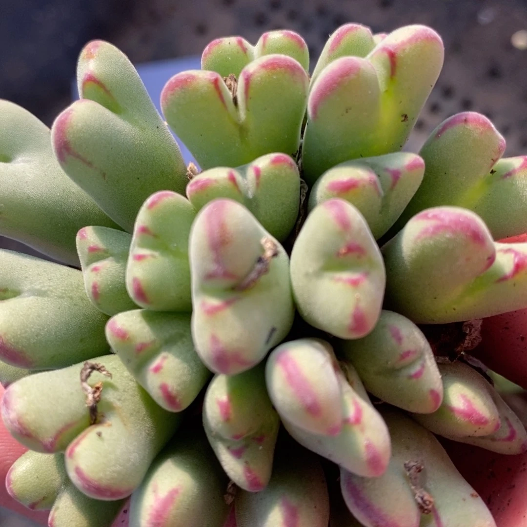 1318沙文利亚一群