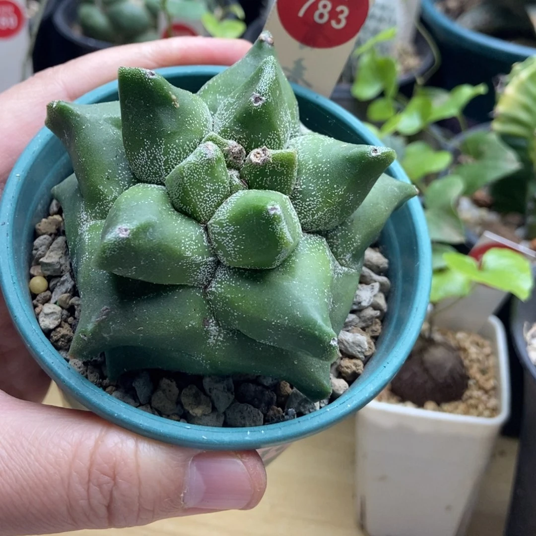 实生银沙角尤鸾凤玉7.1cm