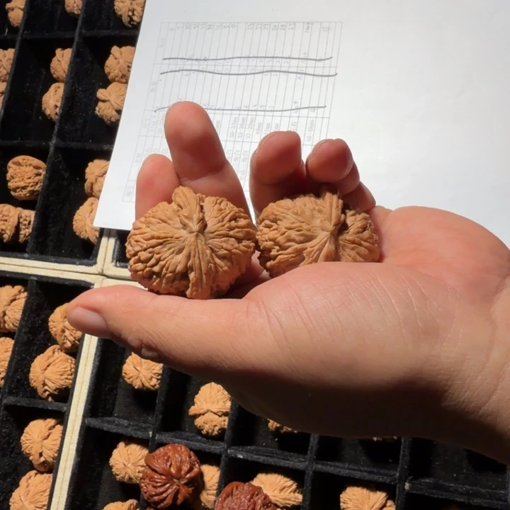 文玩核桃把件528号全品白狮子40mm