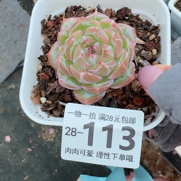 雪花珍妮无盆土无发货无盆