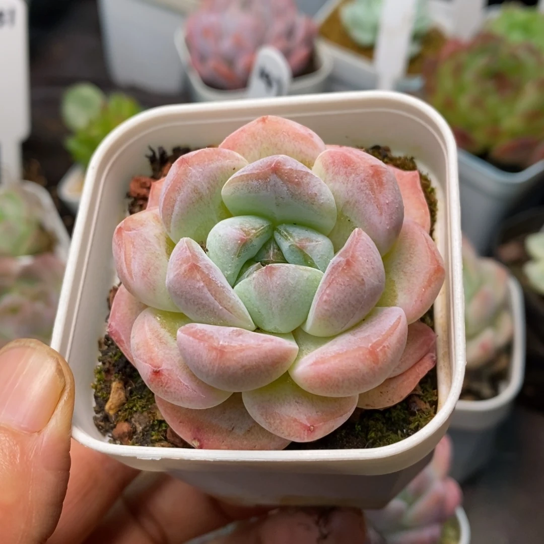 精品多肉一物一拍不包整143