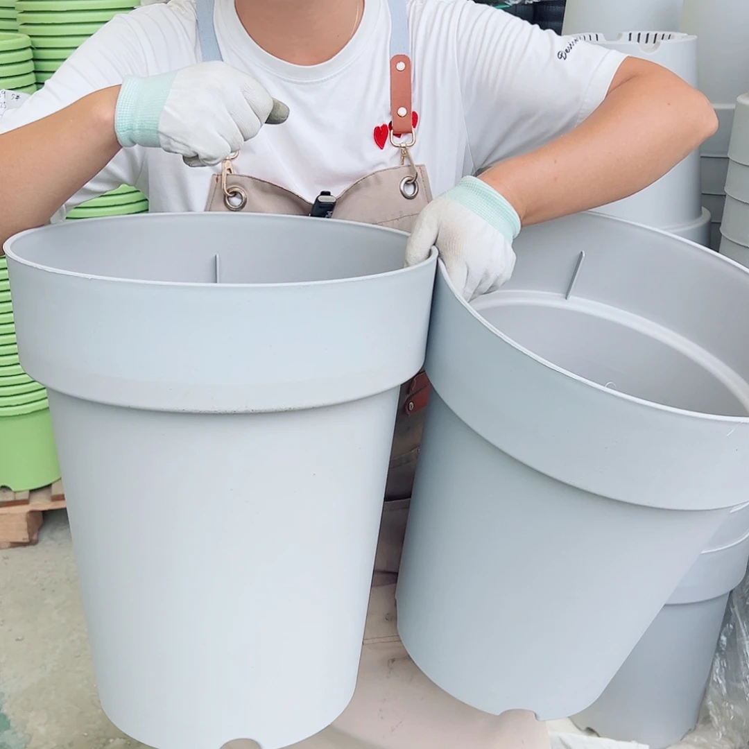 瑕疵月季350#灰白色4个无托