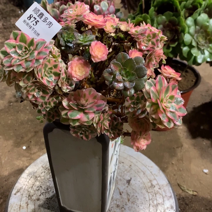 875倾城多肉植物特价