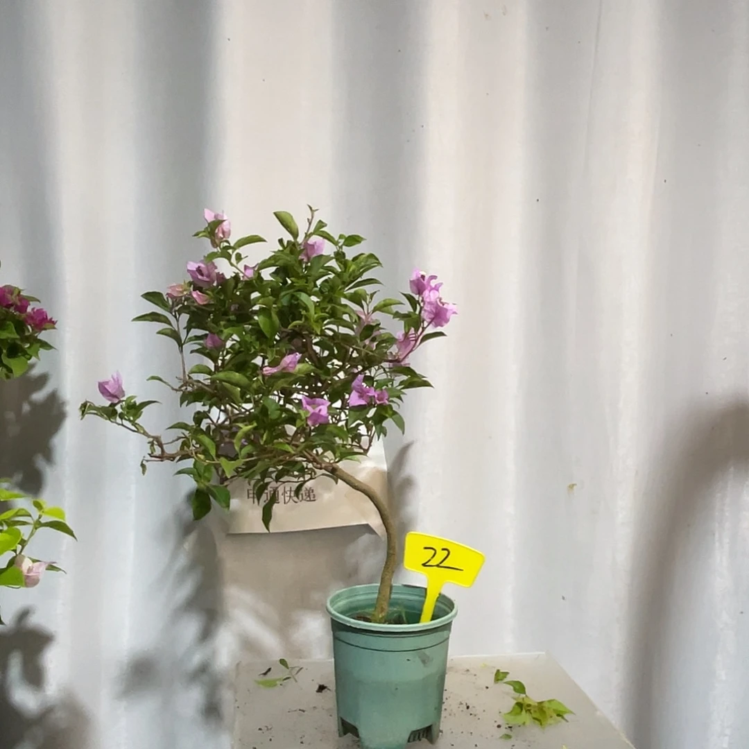当前无花栽培后可以开花22巴西紫扦插