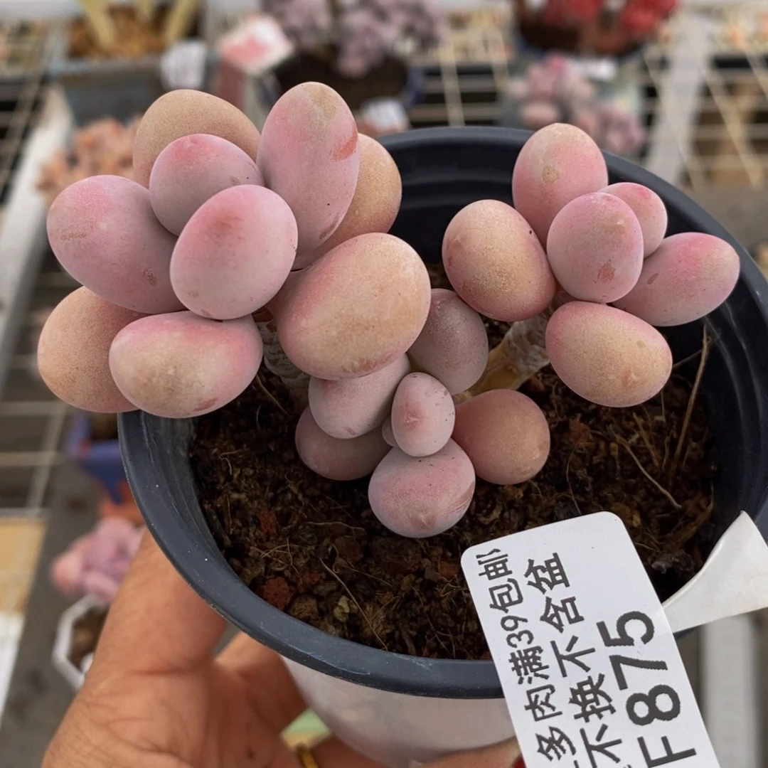 糖果桃蛋875/7c m