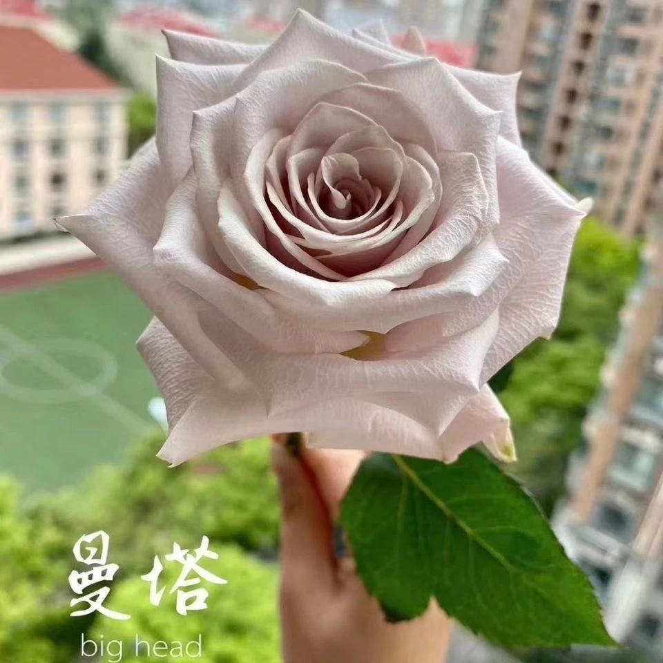 【曼塔独颗】切花玫瑰阳台庭院好养护抗病性强花卉绿植月季盆栽