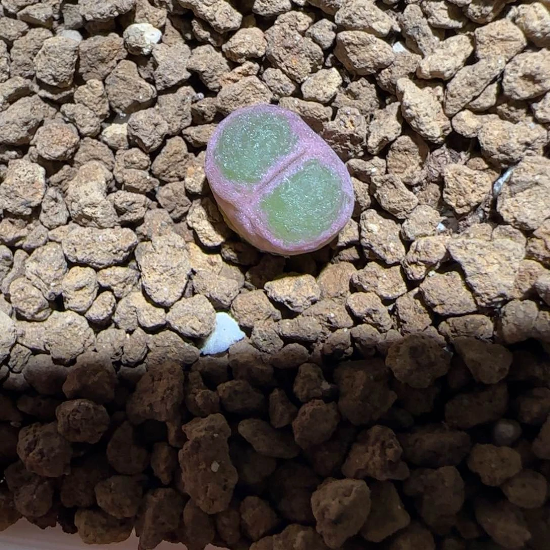 肉锥多肉植物组合-绿焰1733