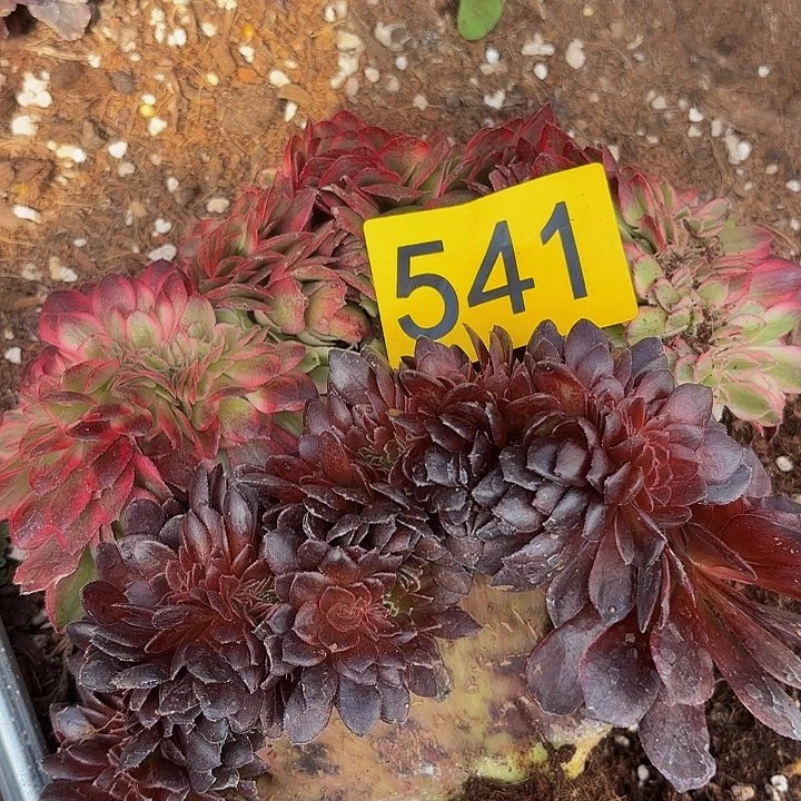 多肉葡萄福利541