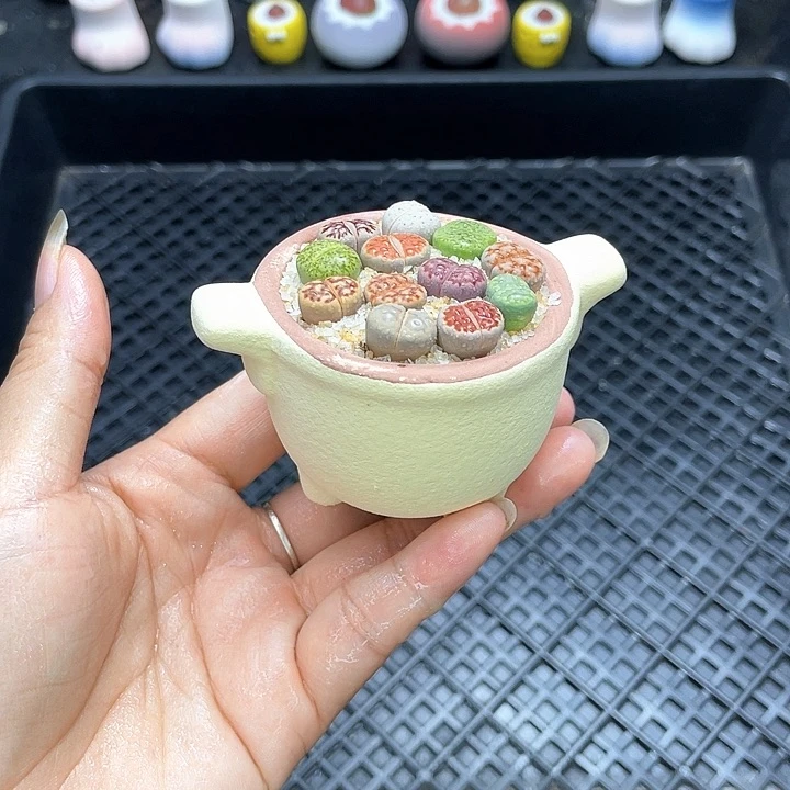 w9637 开播福利 带盆土发货一物一拍