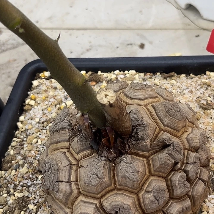 潮流植物龟甲龙T10，14公分多