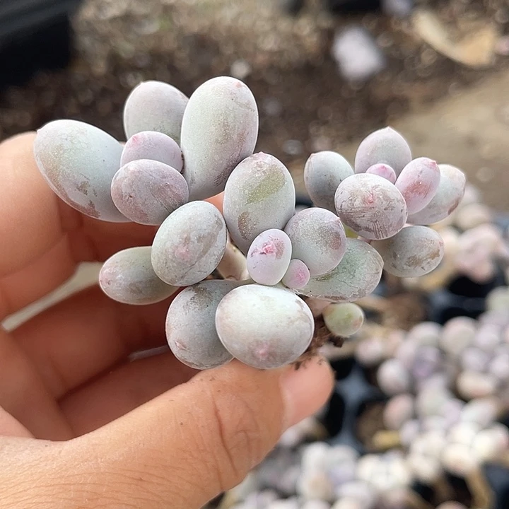 一物一拍满18包邮