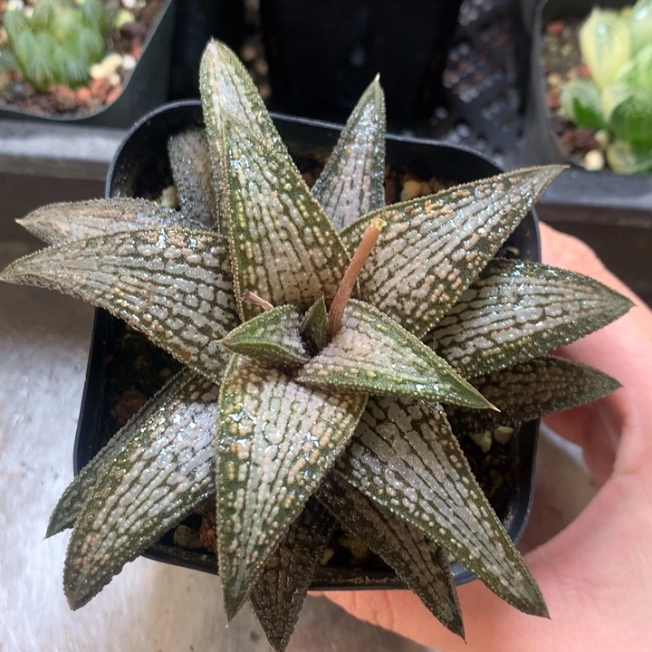 锦带桥一物一拍带盆