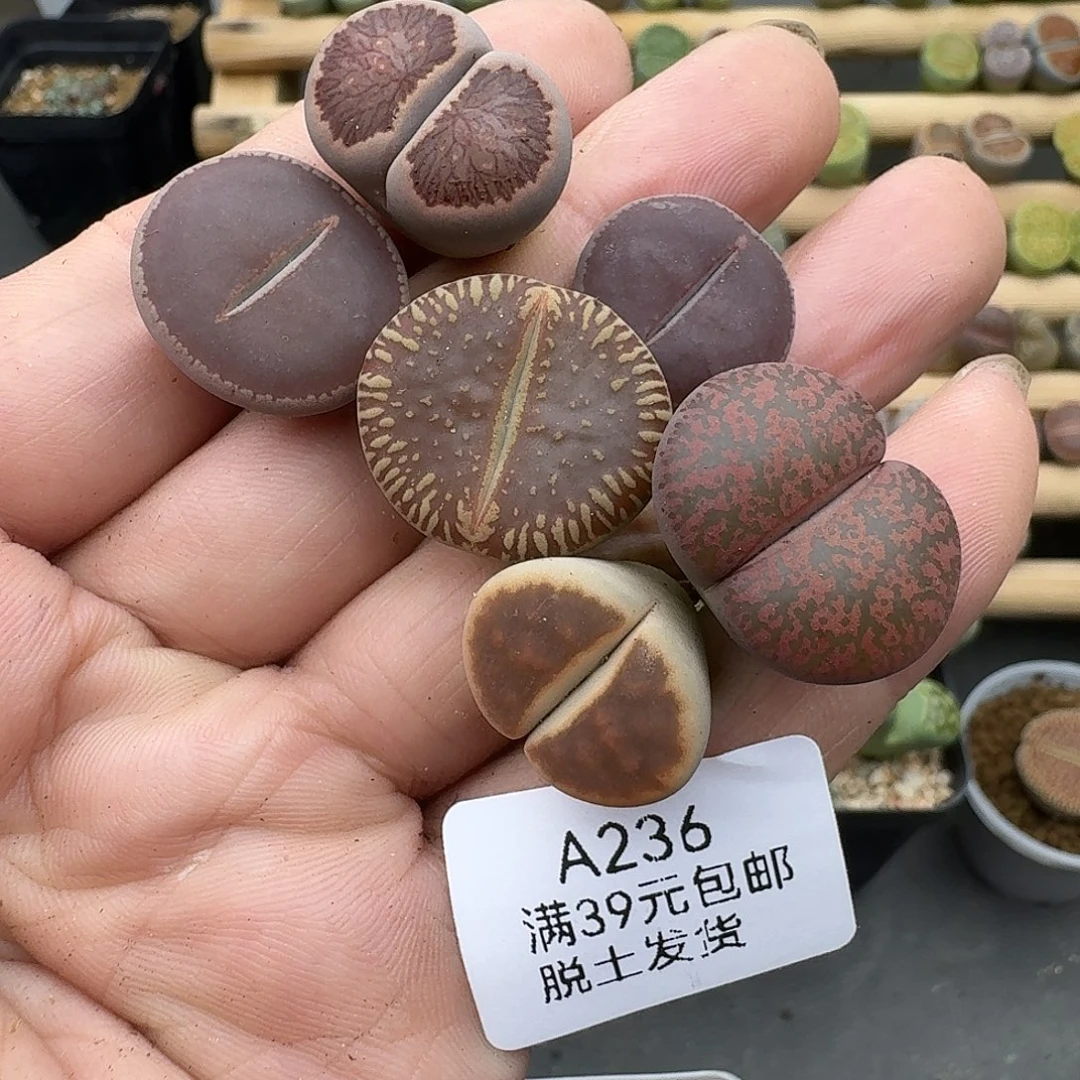 236多肉哈哈哈哈哈哈哈