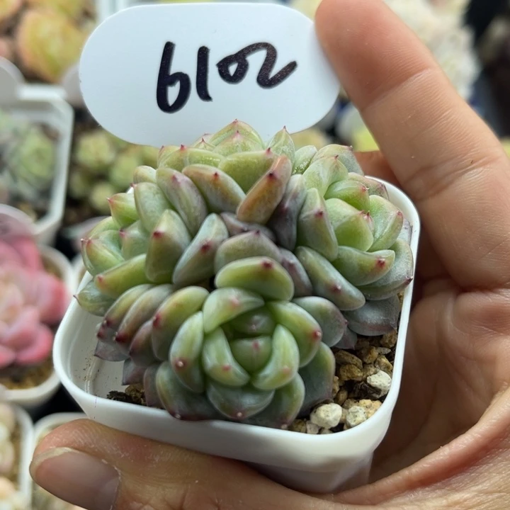 甜心e4头群6102。