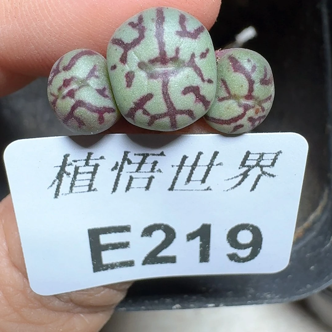 219号多肉植物哇c g