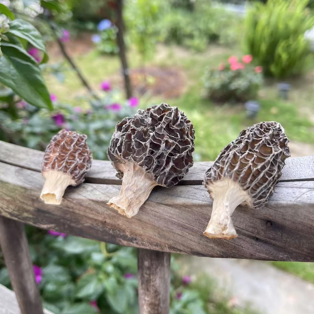 云南土特产 现收山货 高山羊肚菌