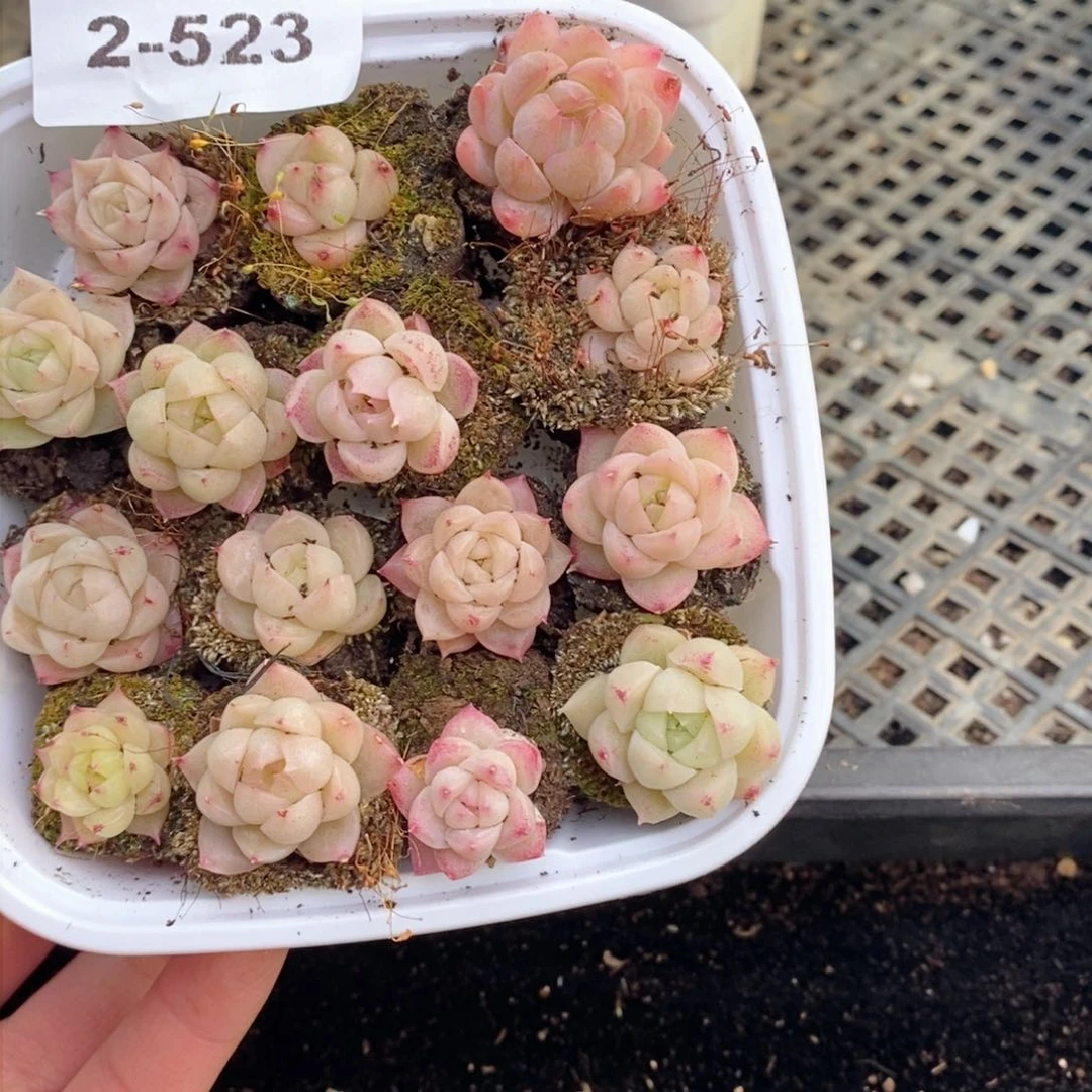 2-523 新疆西藏内蒙不发其他12.8包邮两到三公分多肉