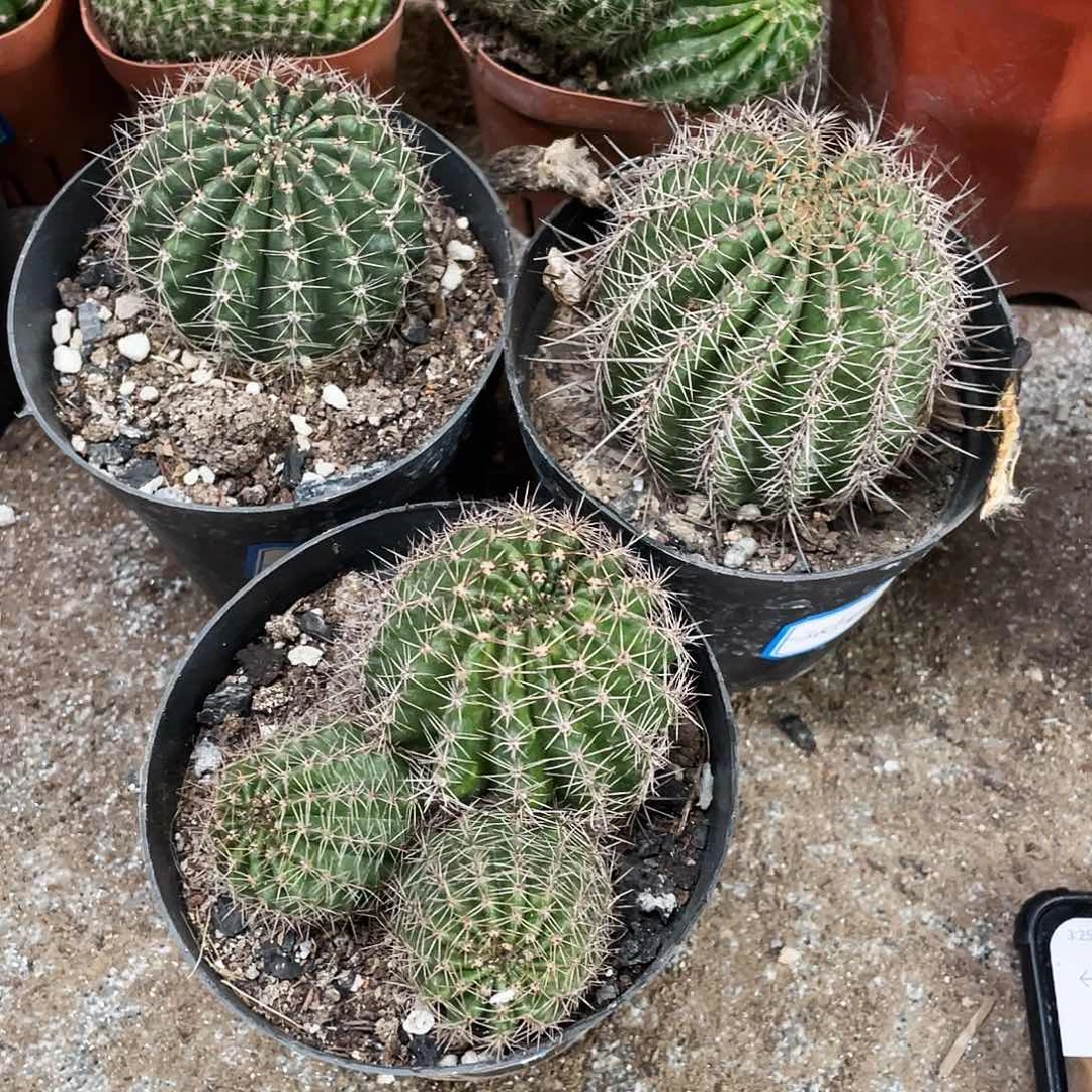 烟**湖锦鲤，38号丽花，062三盆