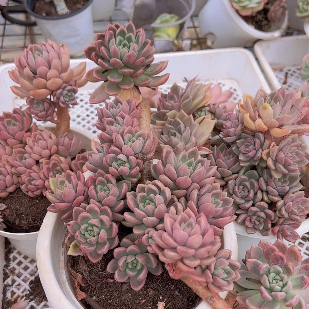 油漆桶多头大盆群老桩精品