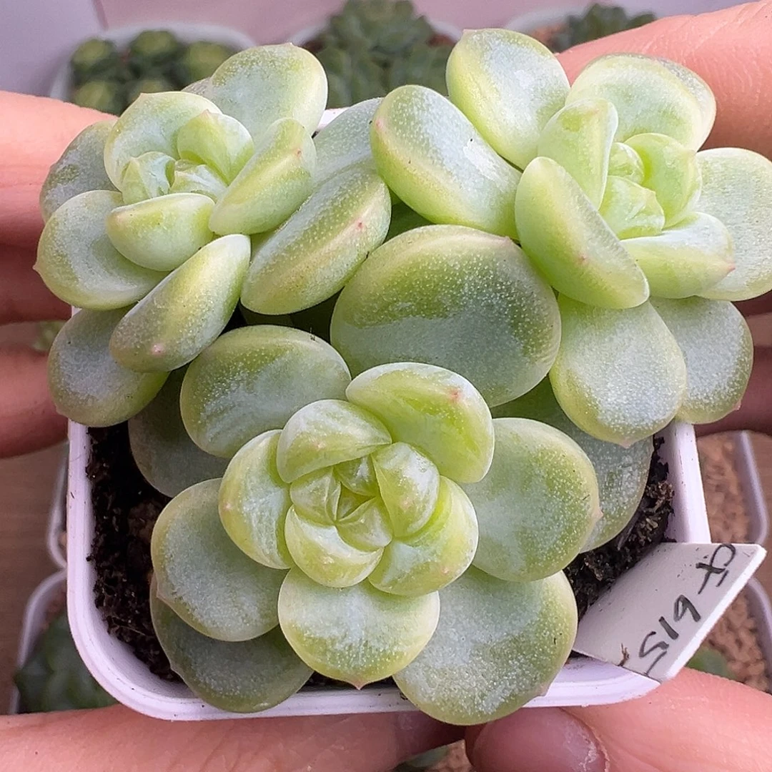 三头财富密码615。