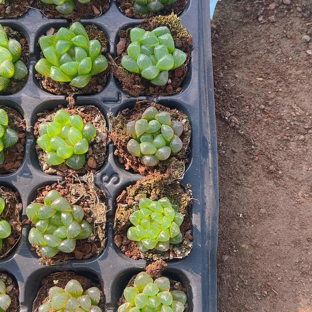 直播福利一物一拍129