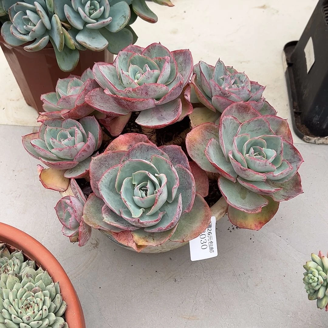 臭***宝3030达芬奇密码多肉植物多肉