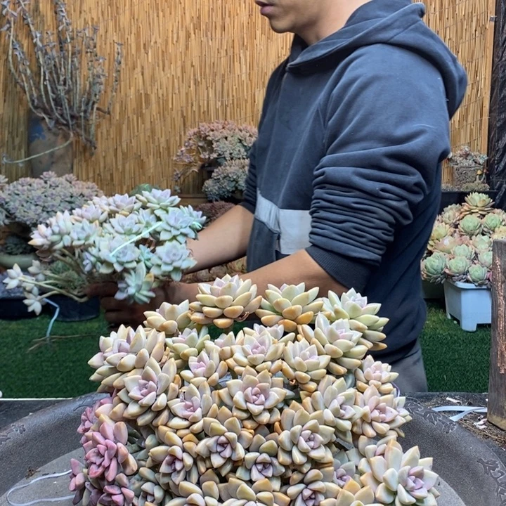 绝***泪199 号淡雪多肉植物