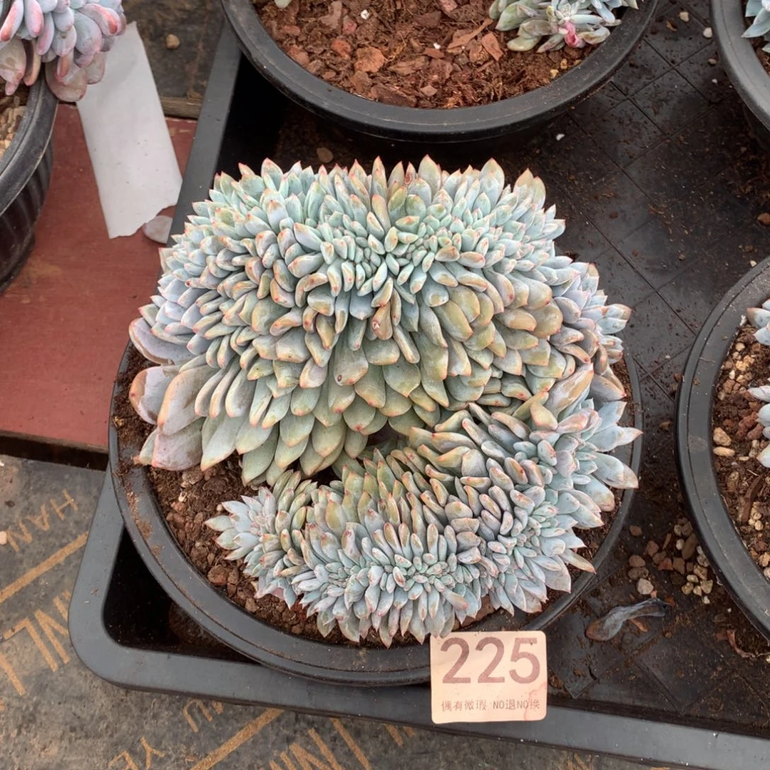 225橙子缀化多肉植物