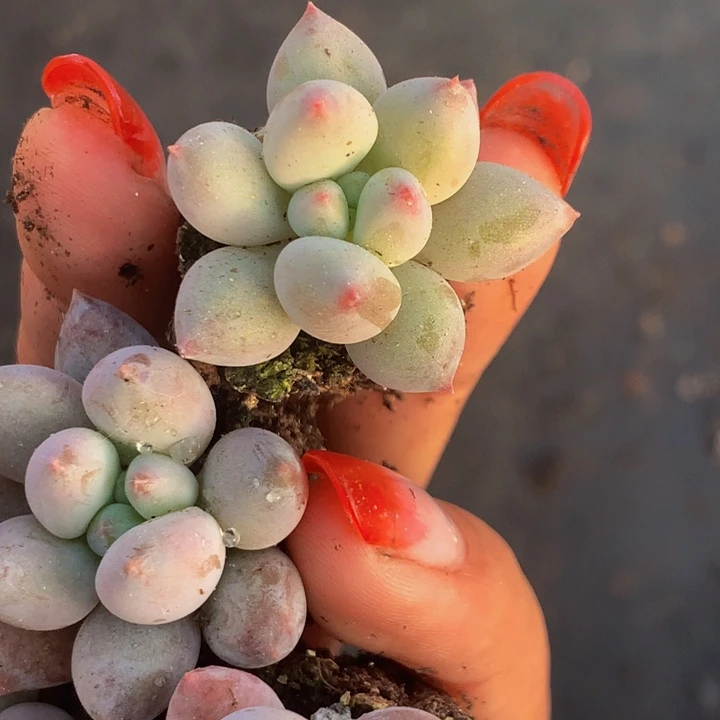 车厘子小 颗   （满9.99发叶子不满9.99发叶子）