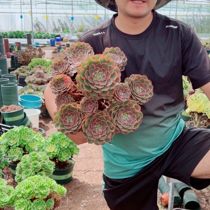 大颗粉花妖多肉法师