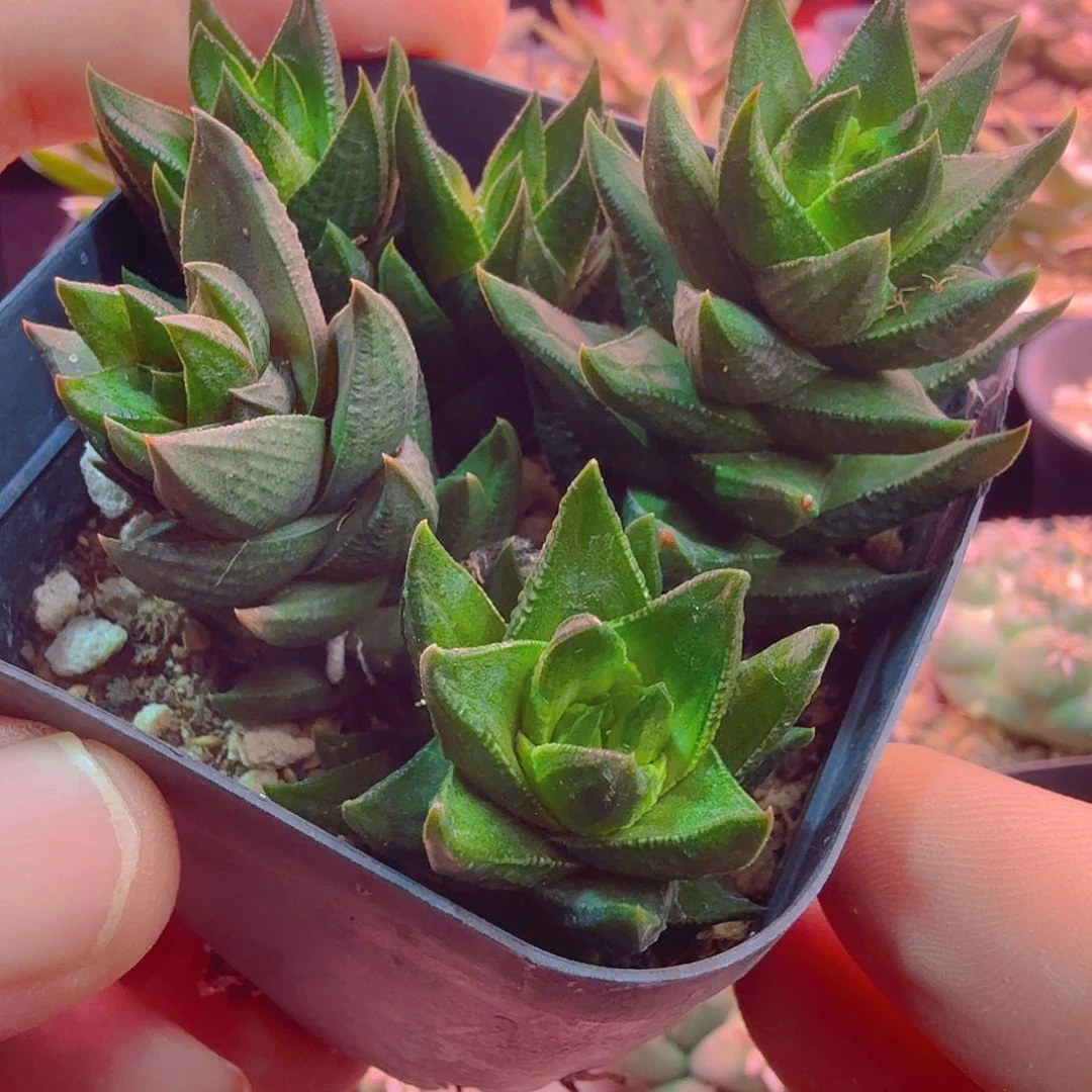 硬叶十二原始种群多肉植物