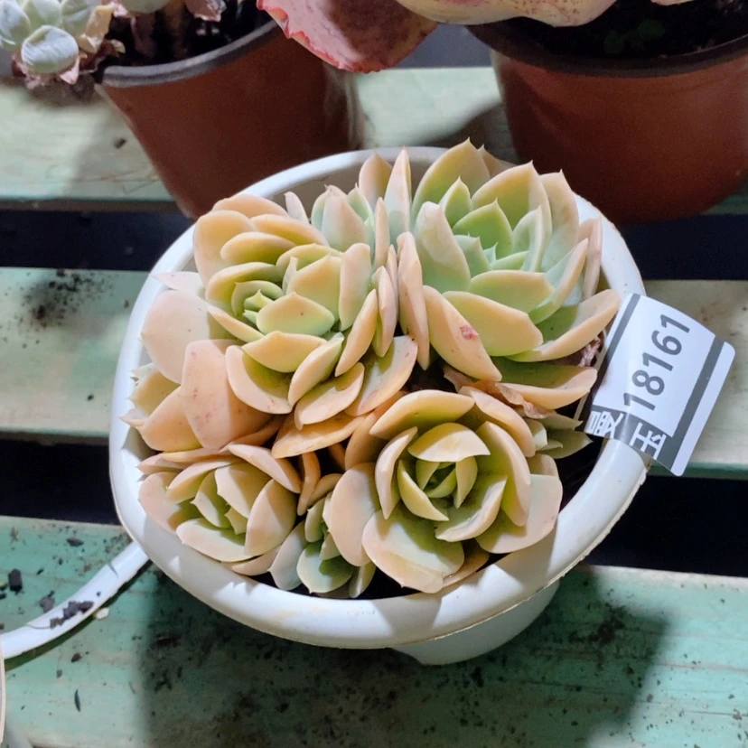 【闪购商品】星娜塔18161