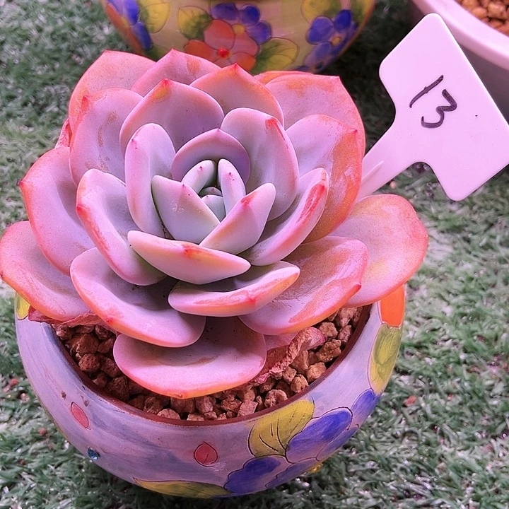 我是第一百个为妖刀应援