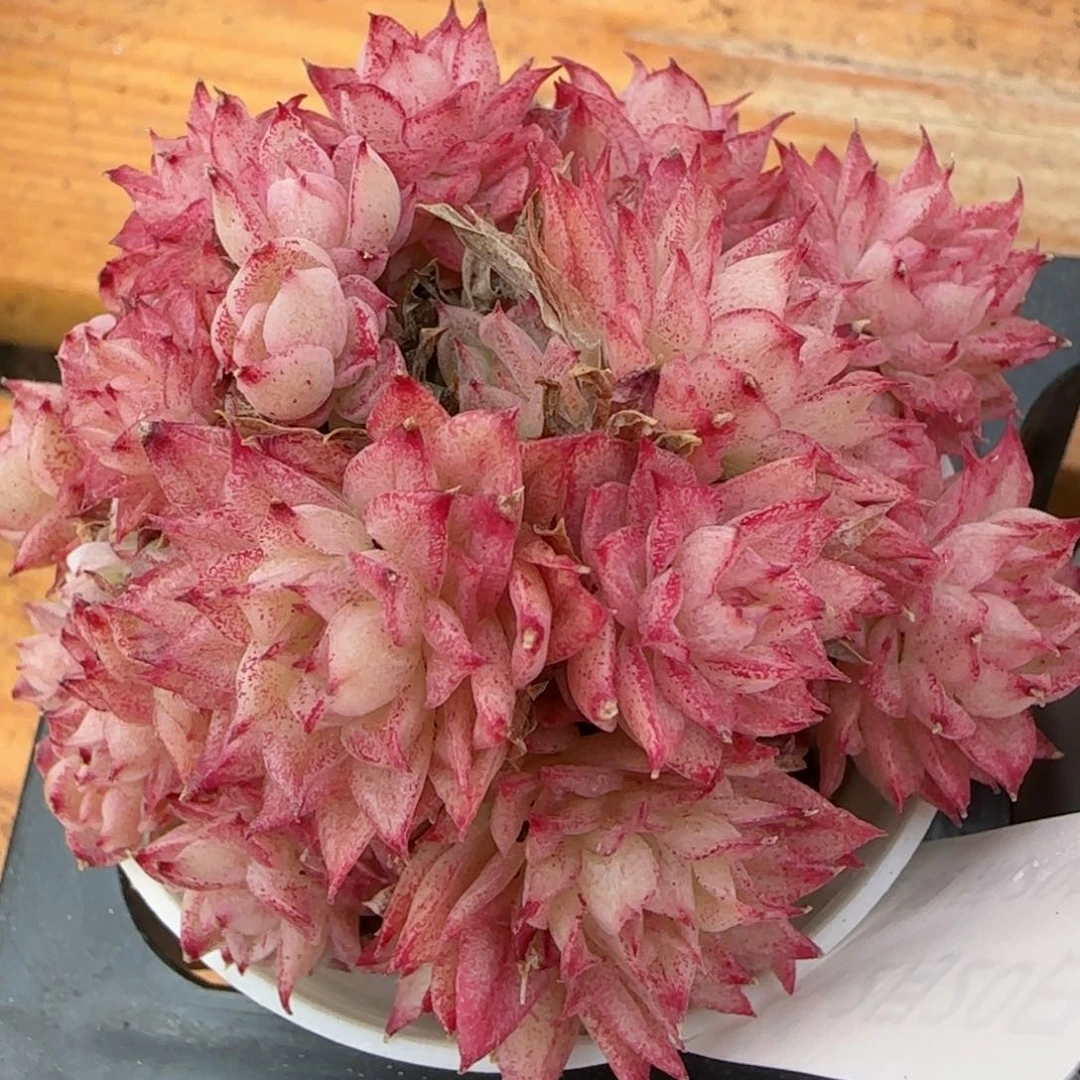 花语逸境0220-01开播福利麦秆散