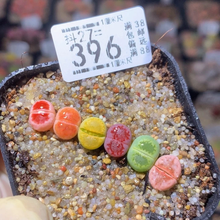 精品生石花27.396