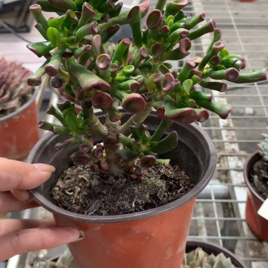 ?****?吸财树多肉植物