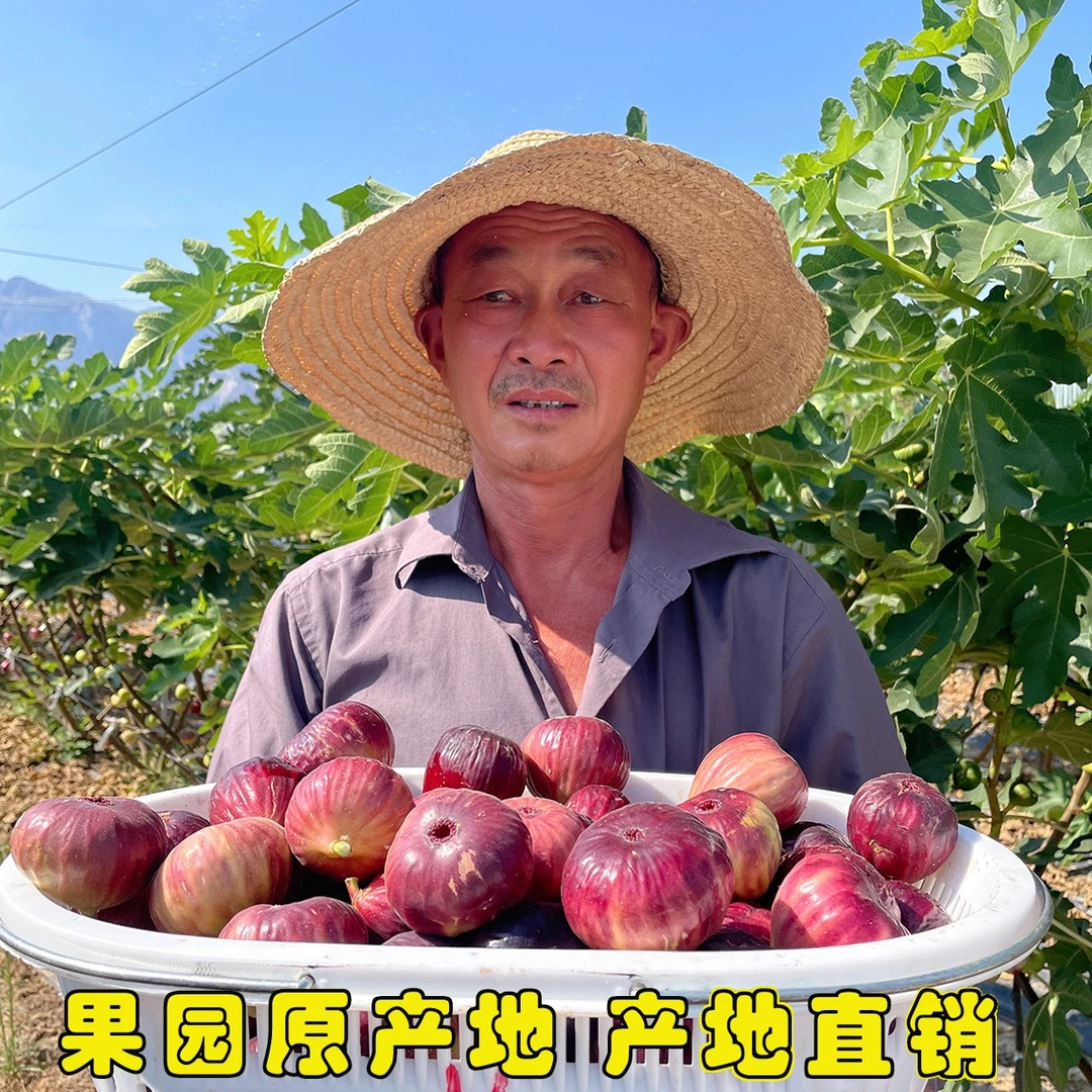 顺丰包邮新鲜红皮无花果鲜果当天新鲜采摘树上熟水果坏果包赔