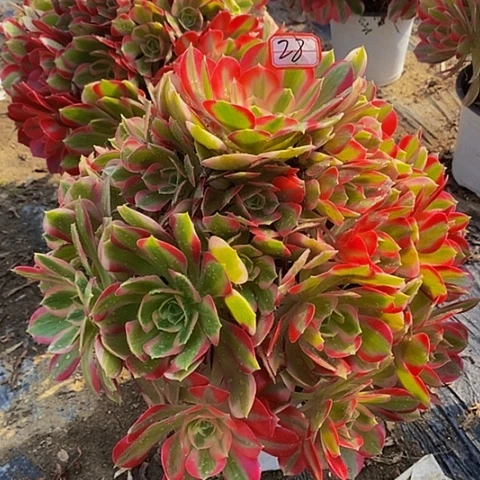 粉女巫老桩捧花28