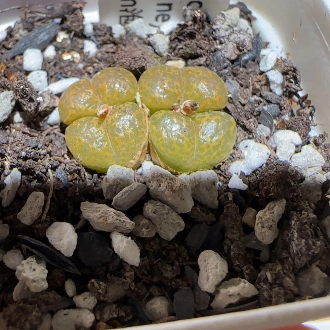 肉锥多肉植物百科-泡泡勋1792