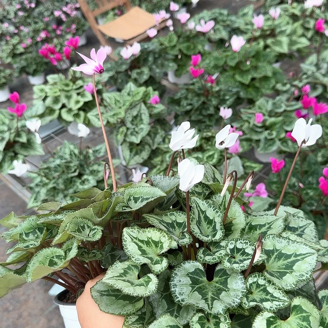 苏***鱼波斯组合2颗1310仙客来